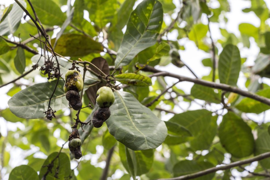 Цератония рожковое дерево