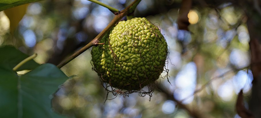 Платан фрукт