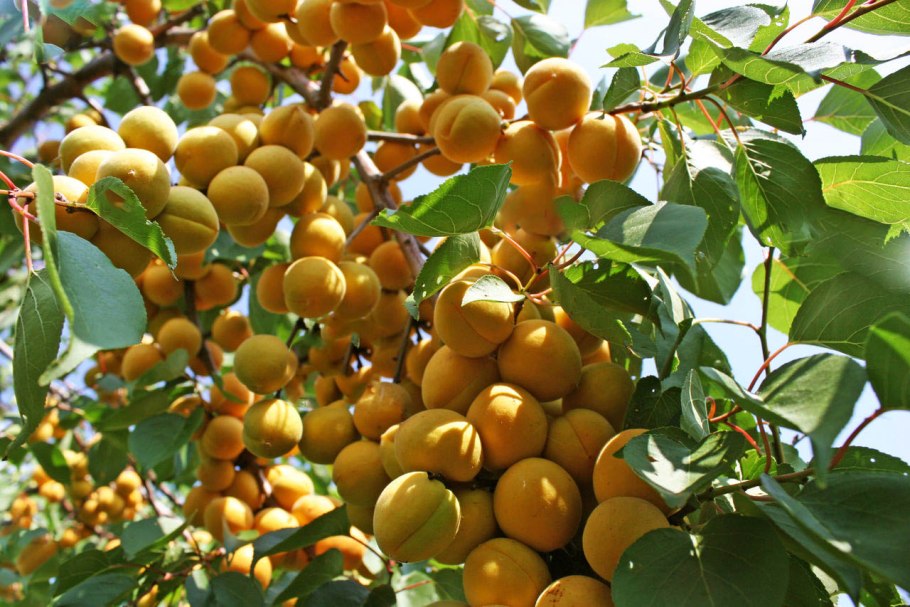 Каштан съедобный дерево