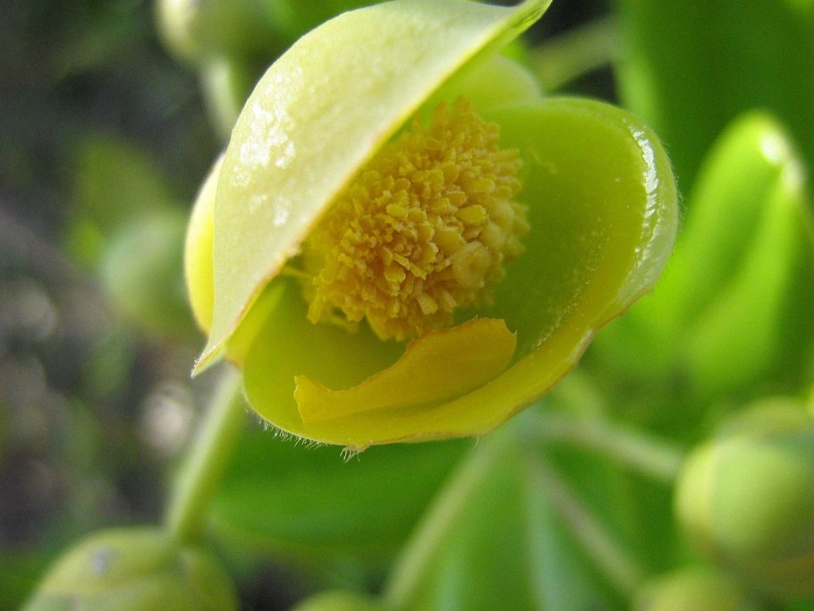 Рододендрон Альбифлорум