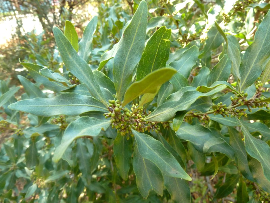 Pachira insignis Fruit