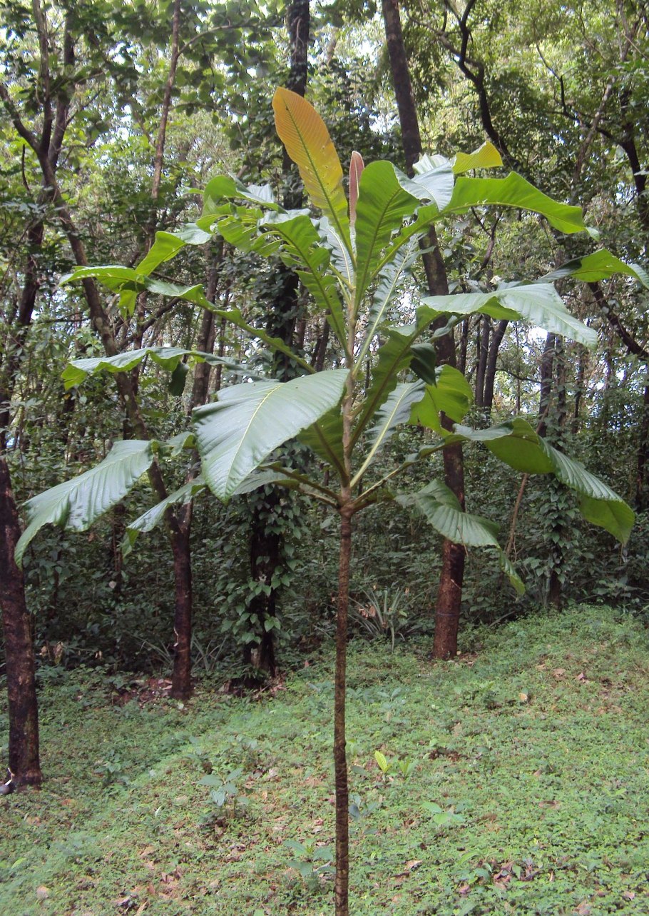 Гревия двулопастная