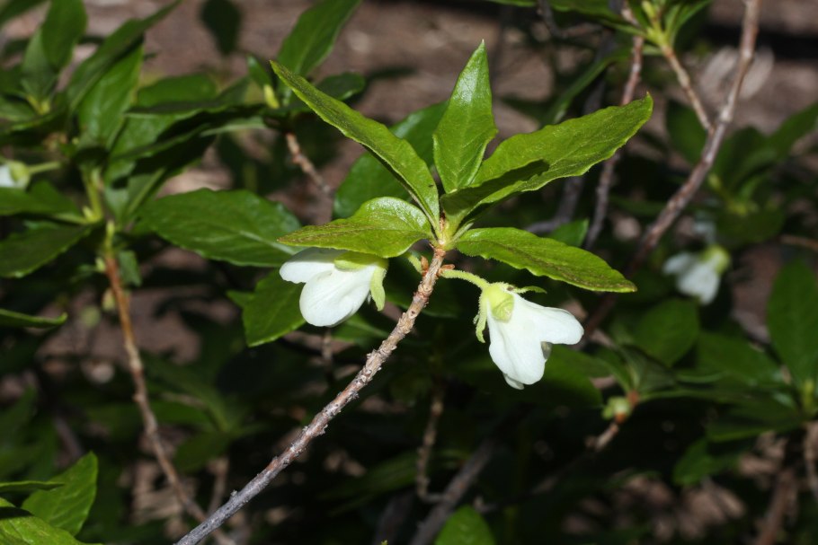 Клеоме сероватая