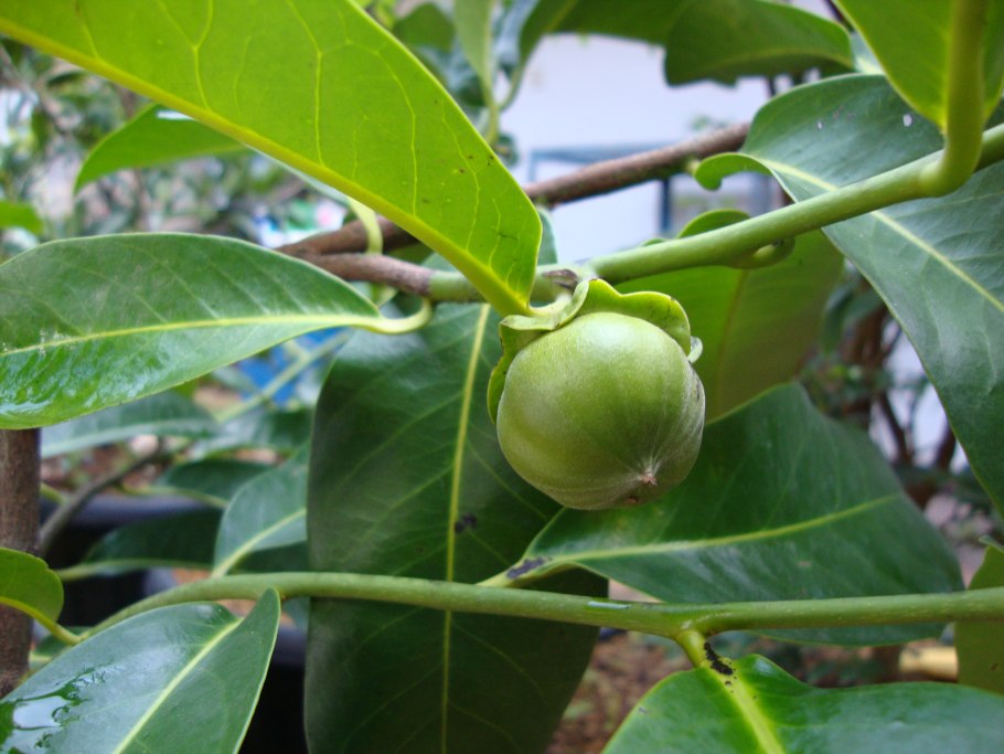 Китайская актинидия