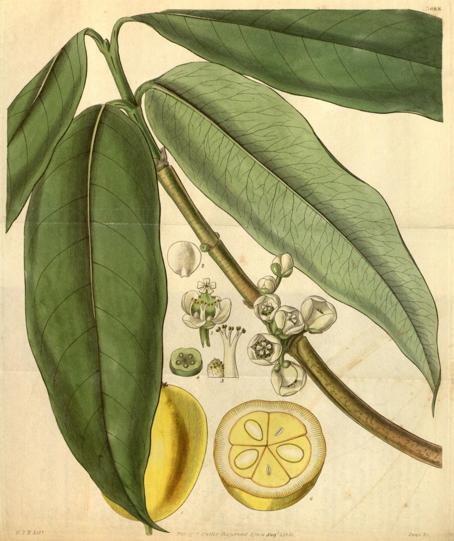 Poliothyrsis sinensis