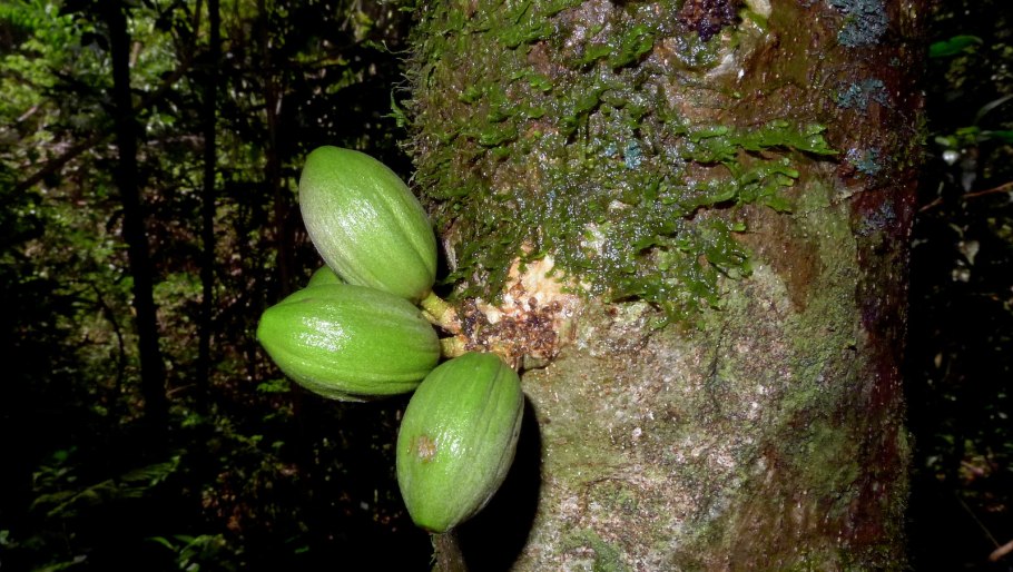 Mimusops schimperi Hochst