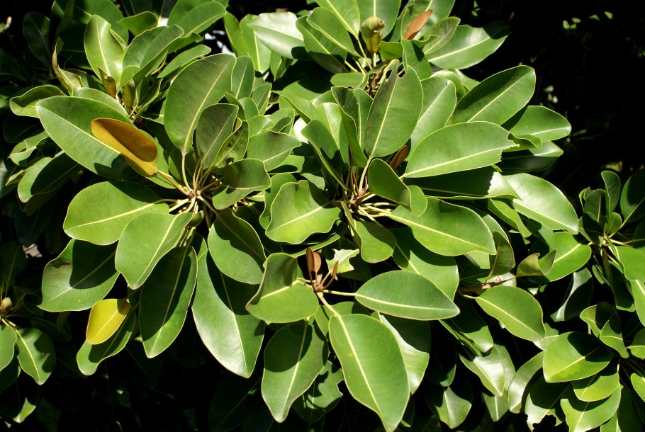 Дерево пеки (Pequi)