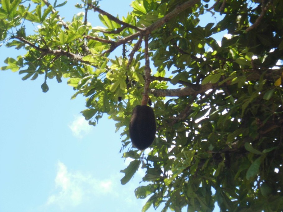 Monotropa uniflora (индийская трубка) фото