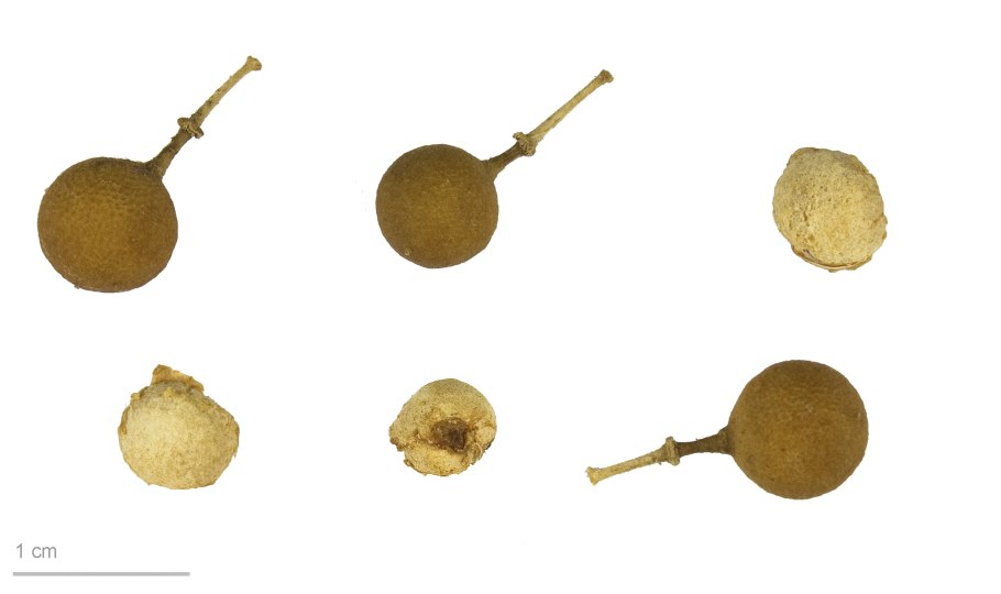 МАММЕЯ Моргана