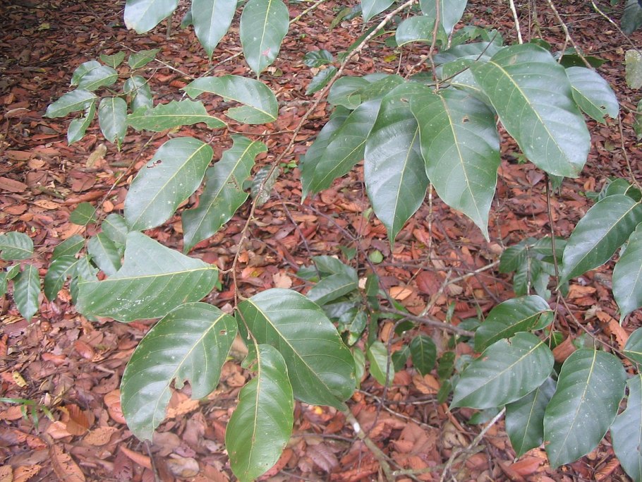 Androsace filiformis Retz. (Семейство Primulaceae)Проломник нитевидный