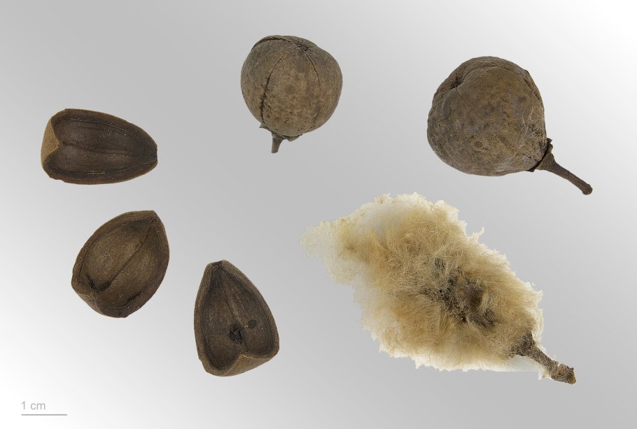 Момордика рострата