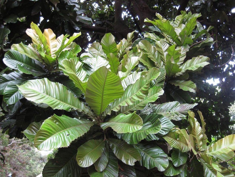 Люстра Freya Esme fr1005pl-05g