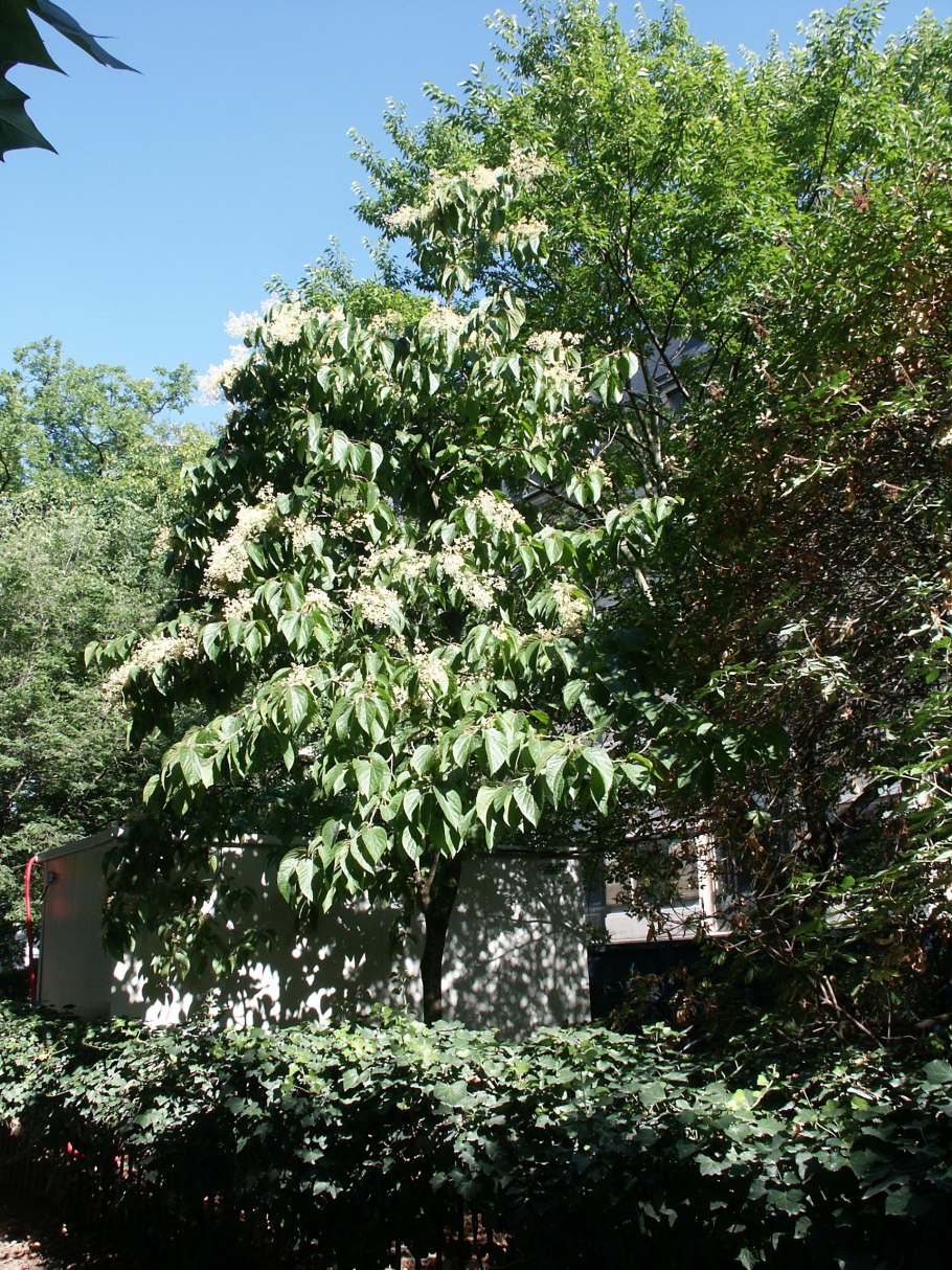 Пассифлора карулея Passiflora caerulea