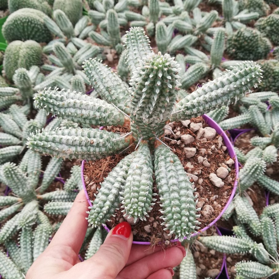 Молочай submammillaris