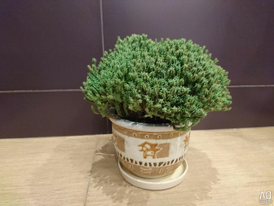 Эуфорбия молочай сосочковый