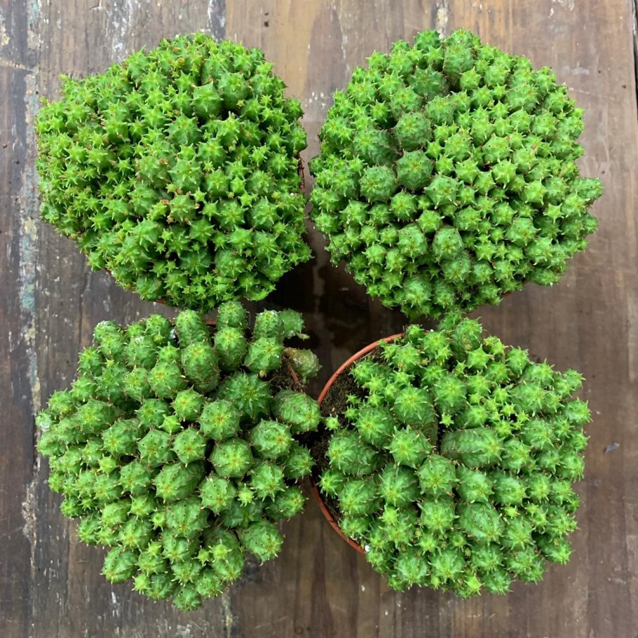 Молочай маммиллярис