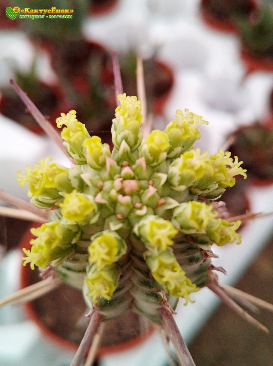 Euphorbia mammillaris f. variegata