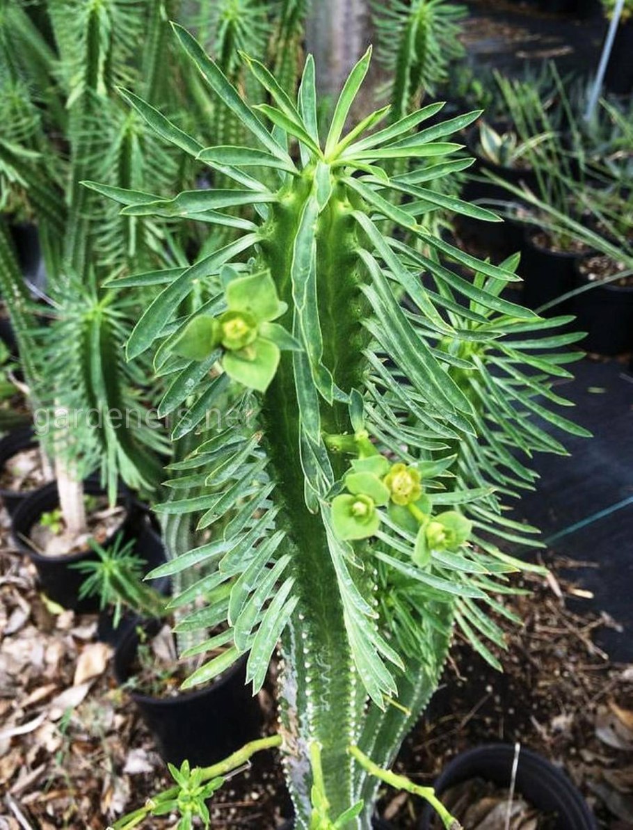Euphorbia submammillaris