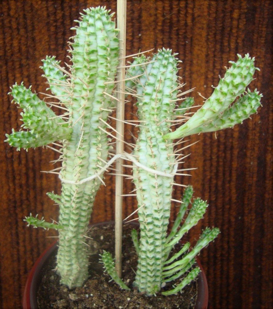 Кактус молочай алоэ