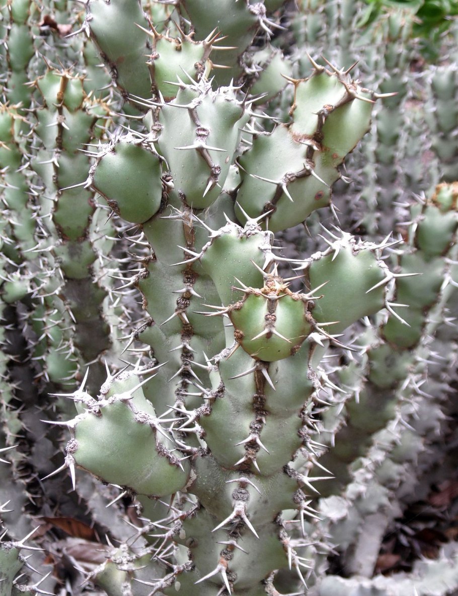 Euphorbia characias Black Pearl