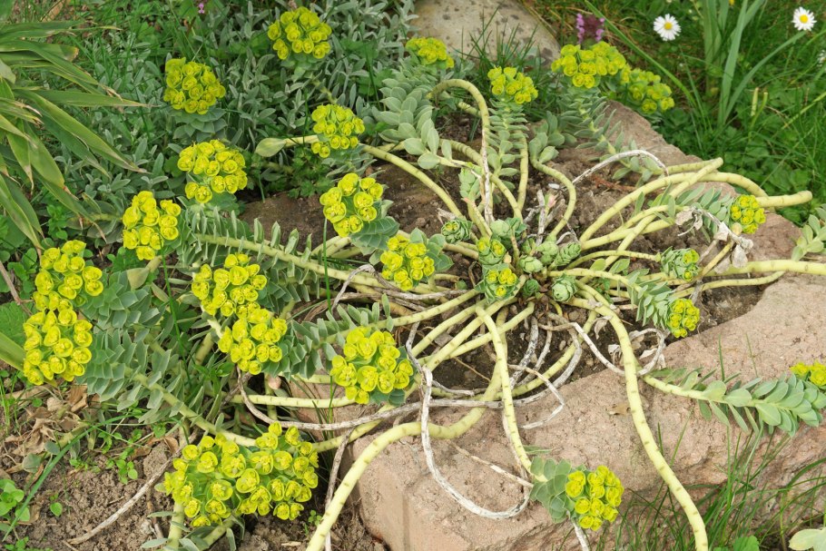 Euphorbia submammillaris f. Mini