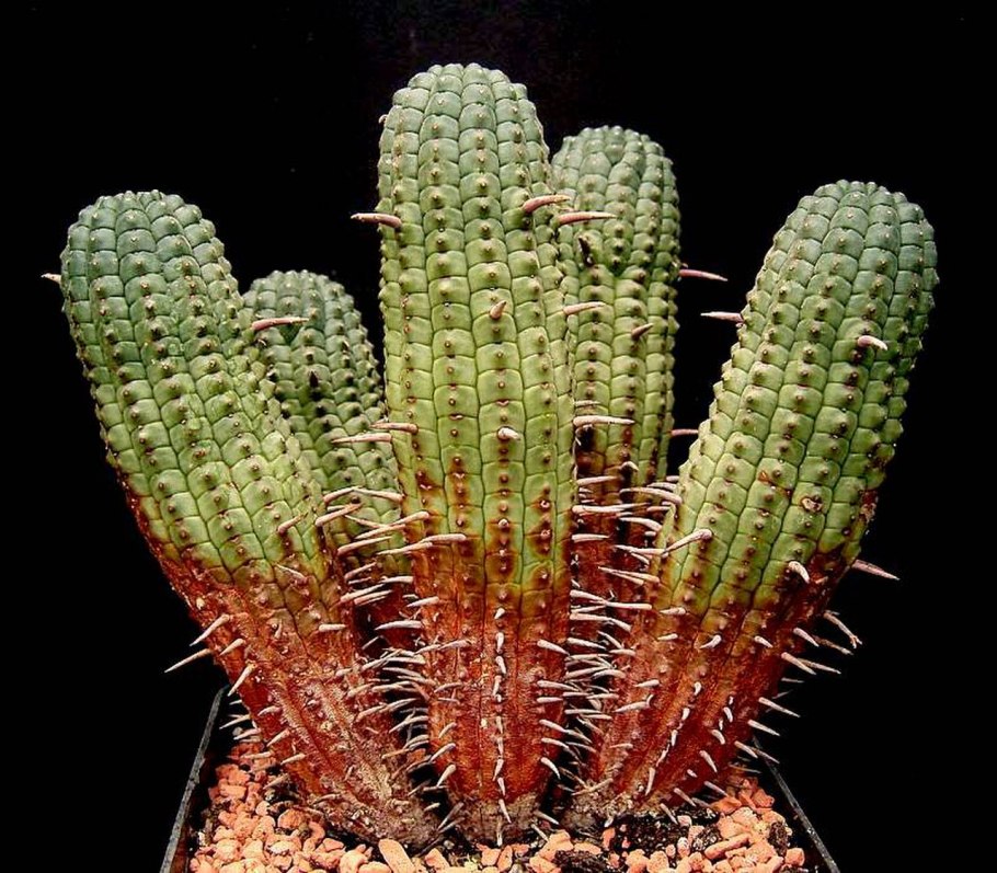 Молочай смолоносный Euphorbia resinifera