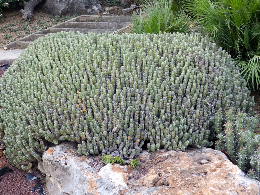 Euphorbia resinifera