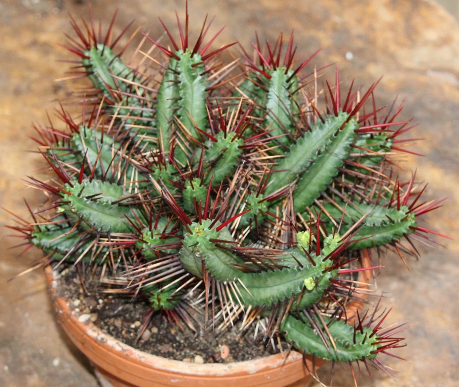 Суккулент Euphorbia loricata