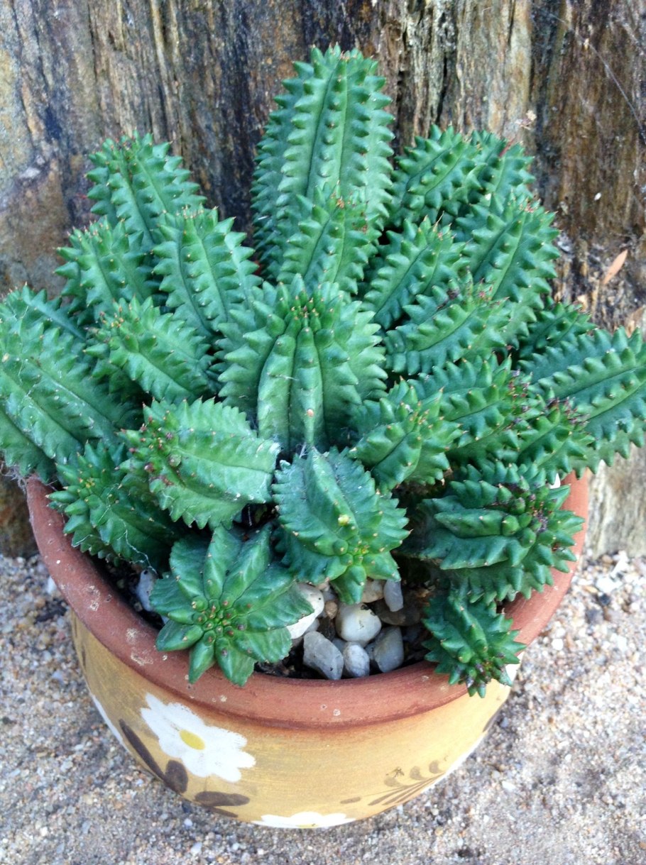 Euphorbia mammillaris f. variegata