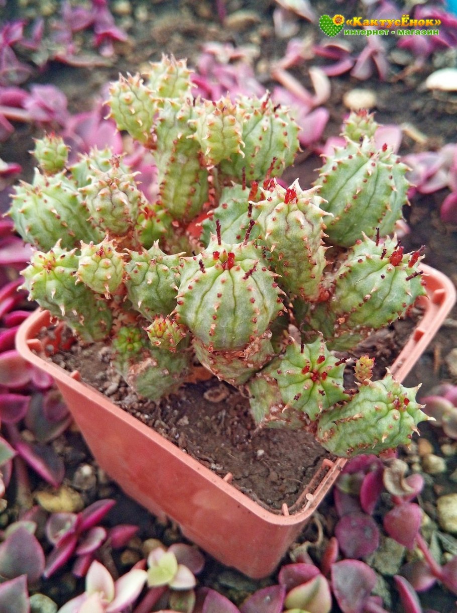 Euphorbia globosa Hybrid