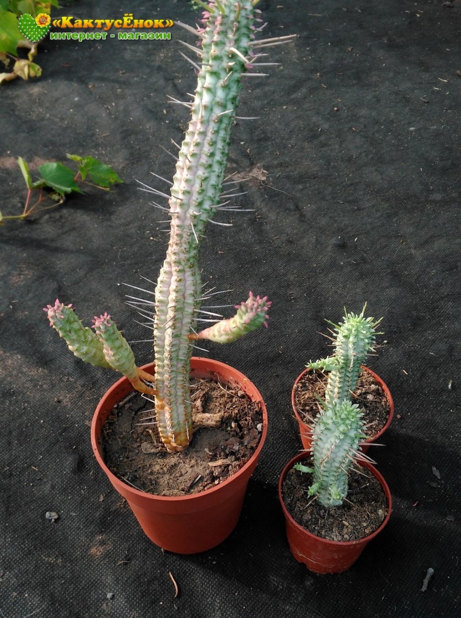 Эуфорбия enopla Кристата