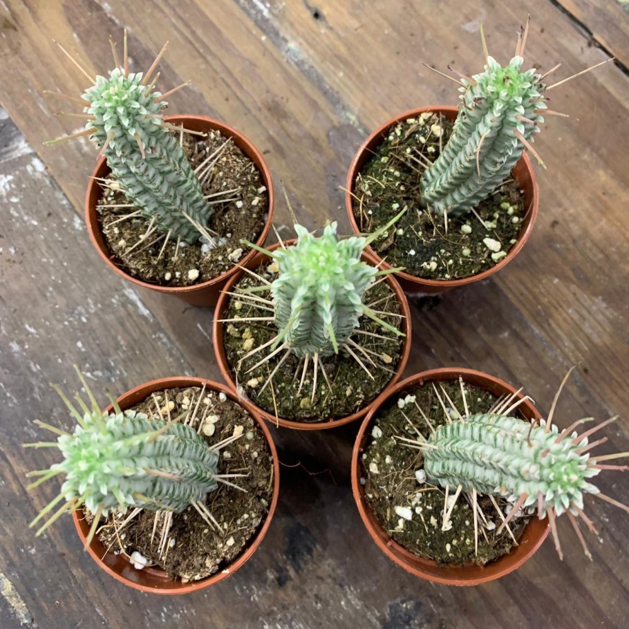 Кактус эуфорбия микс