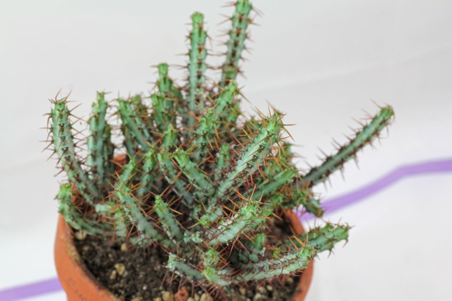 Молочай пятнистый