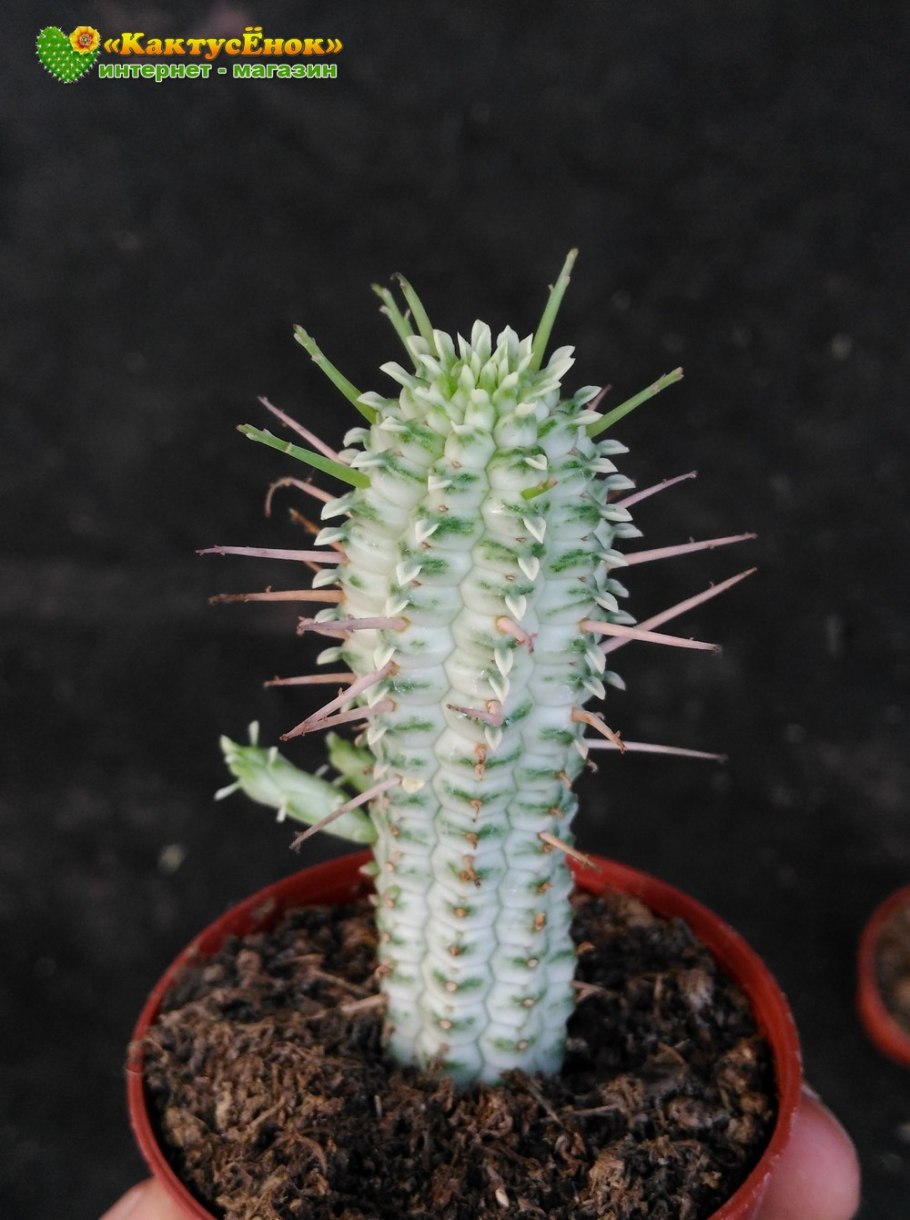 Amandelwolfsmelk Euphorbia молочай