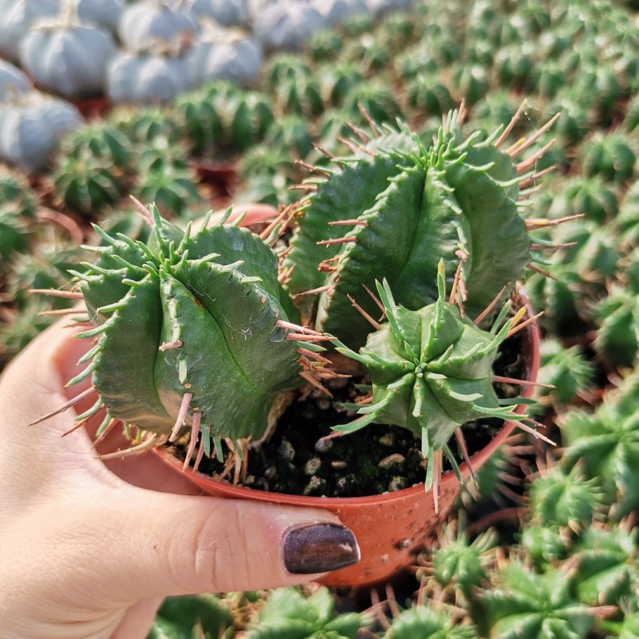 Молочай смолоносный