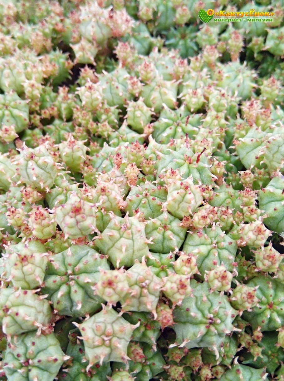 Молочай сосочковый Euphorbia mammillaris
