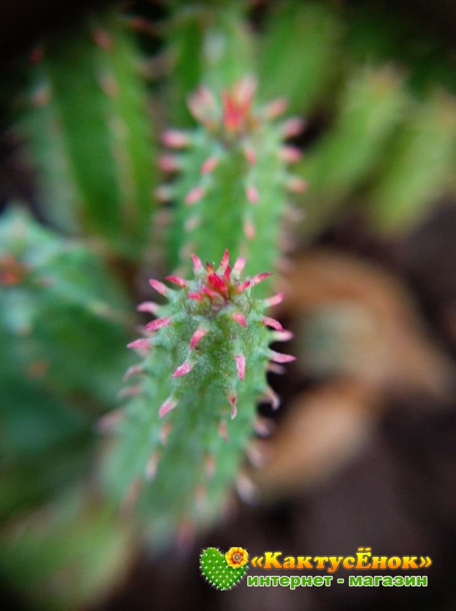 Euphorbia wulfenii
