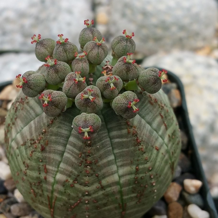 Суккулент euphorbia obesa