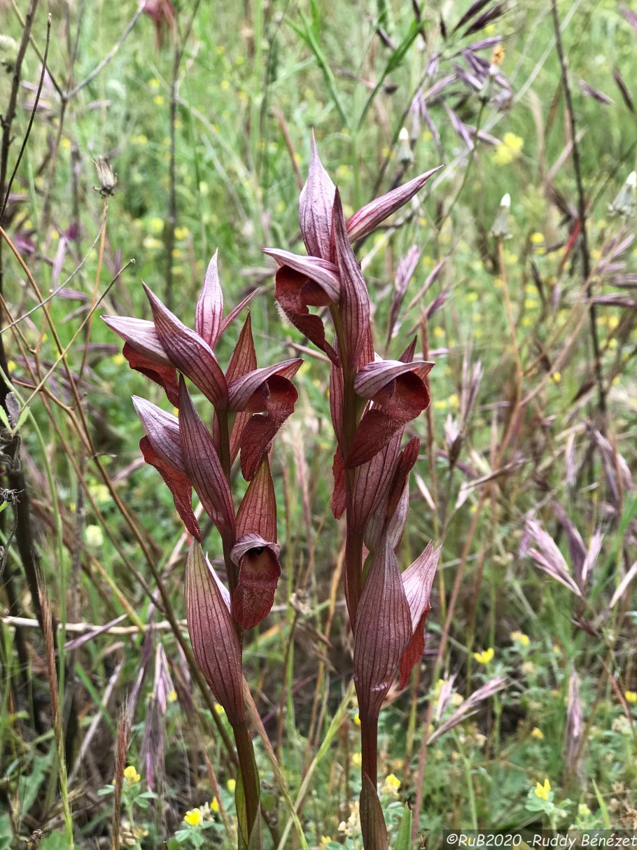 Серапиас Бергона