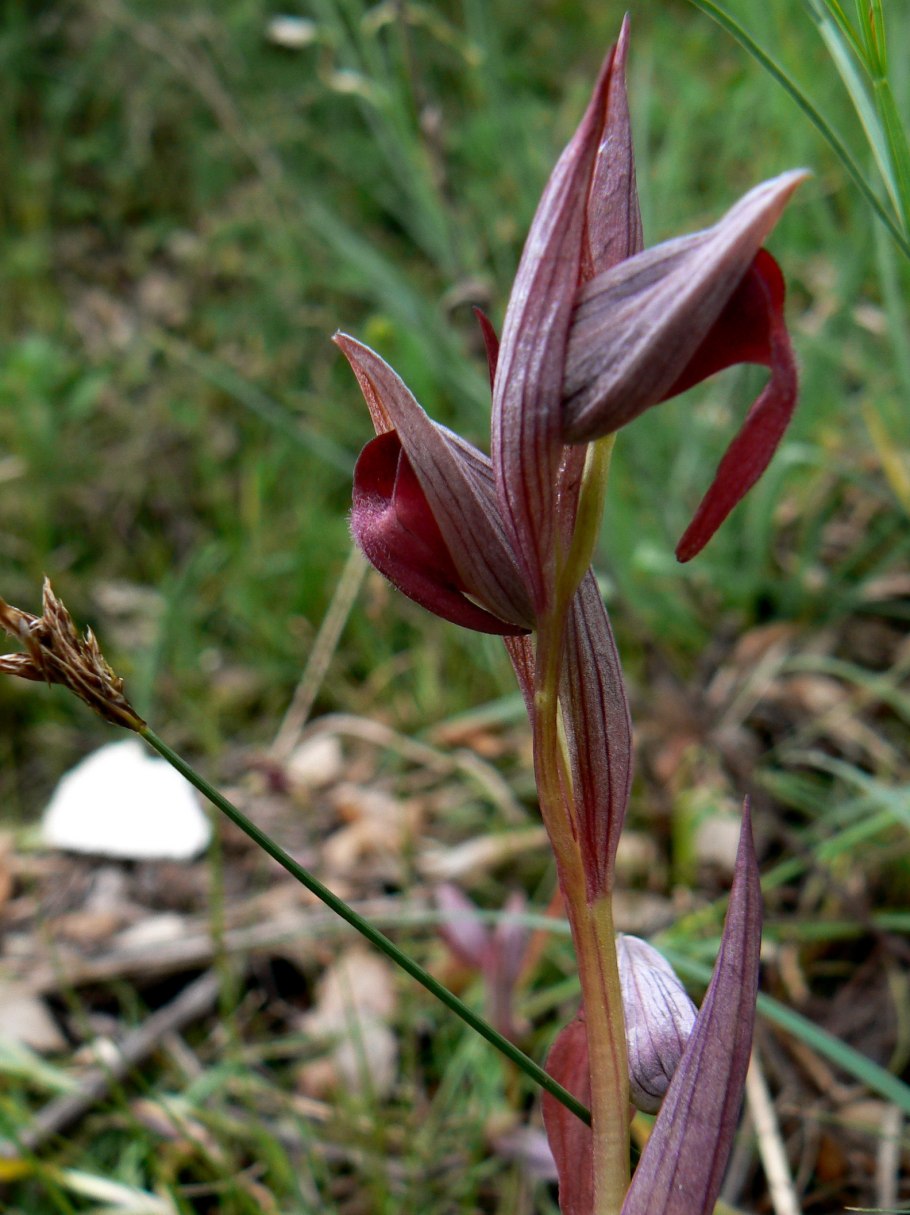 Serapias cordigera