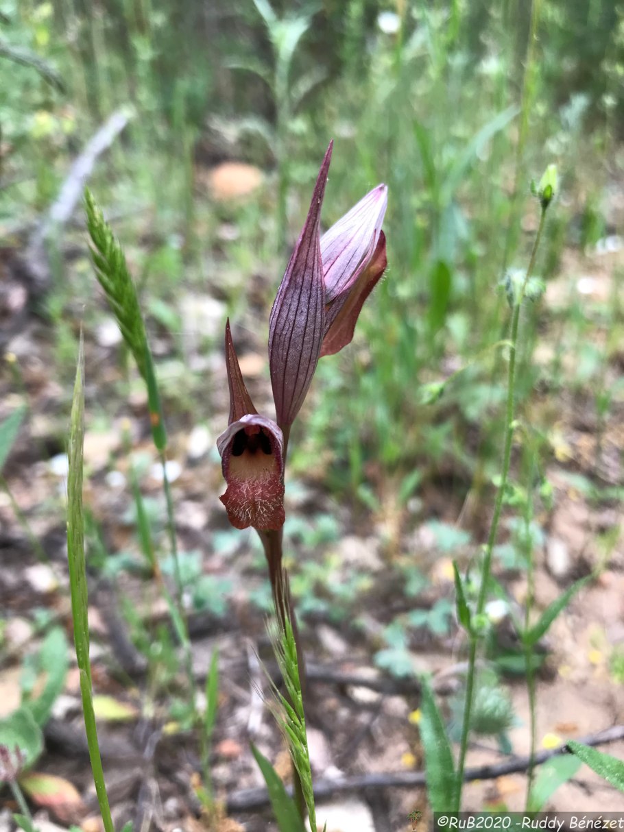 Серапиас сошниковый