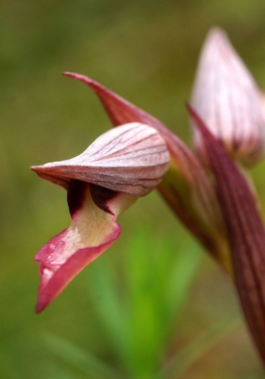 Rodo растение