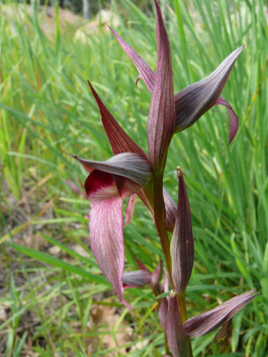 Серапиас сошниковый