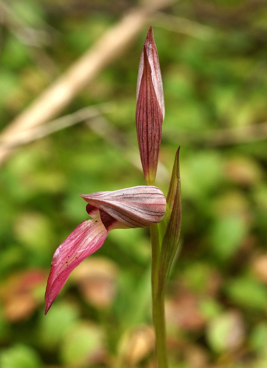 Серапиас сошниковый Serapias vomeracea