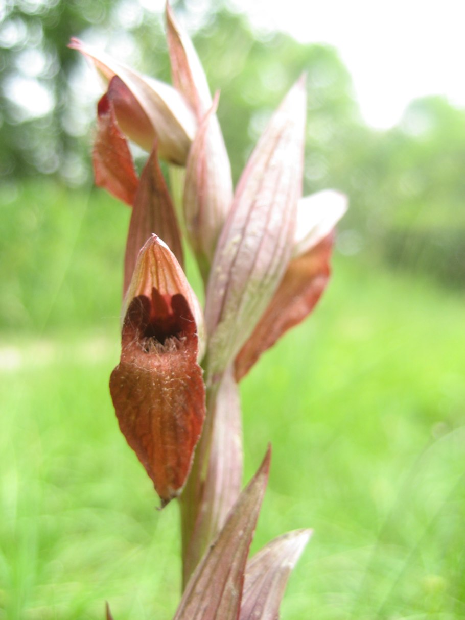 Serapias parviflora