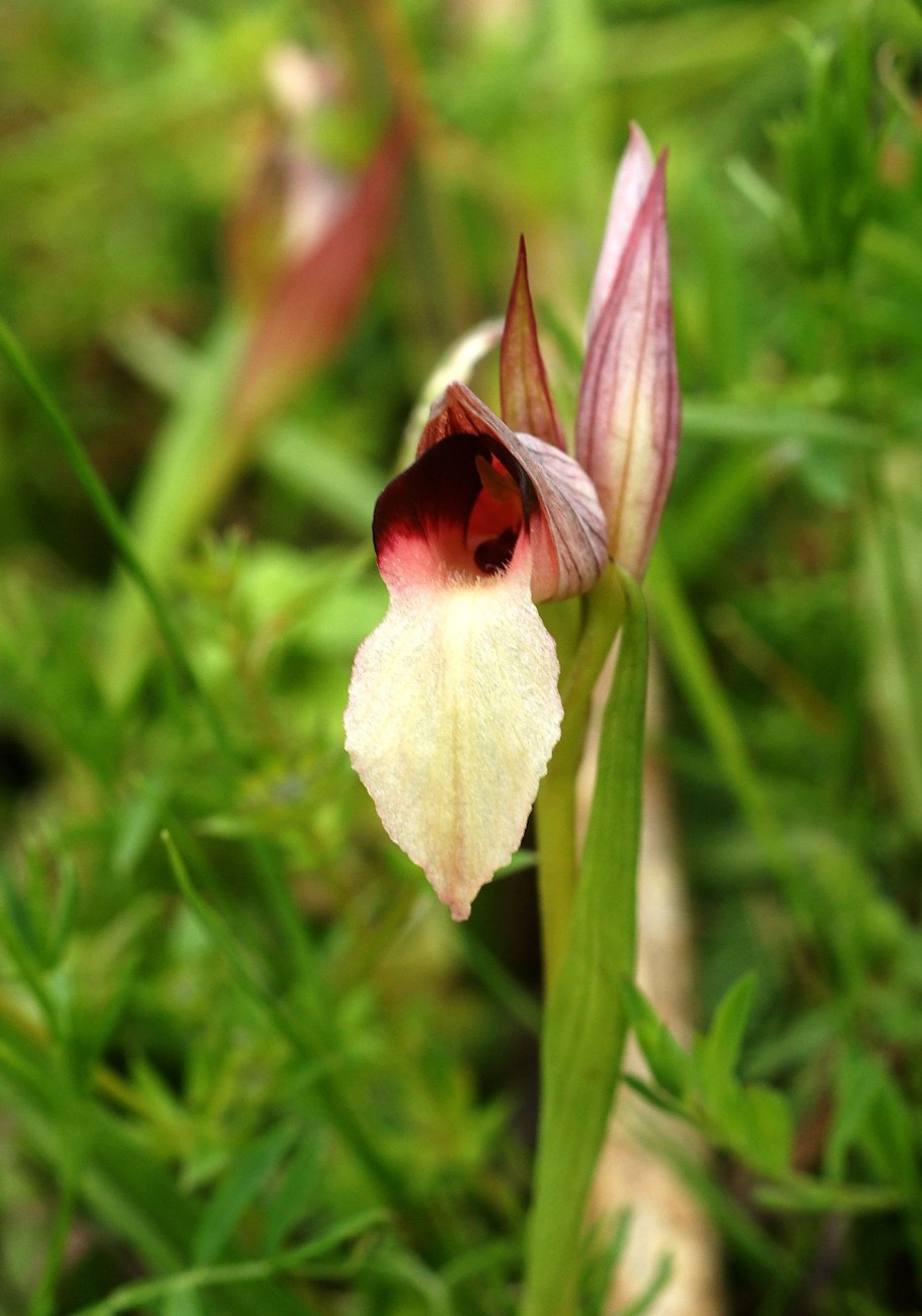 Серапиас сошниковый