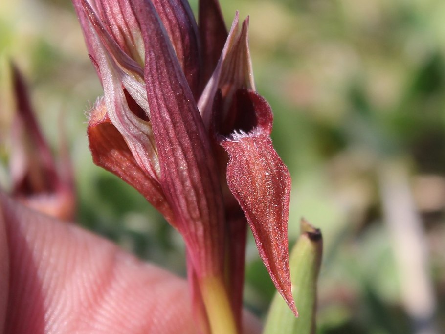 Blitopertha orientalis