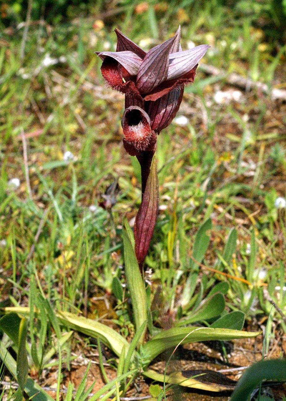 Серапиас мелкоцветковый