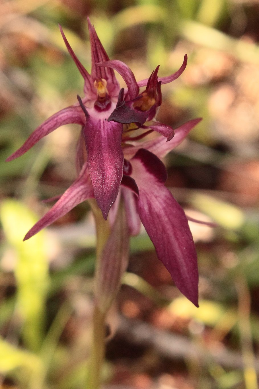 Серапиас сошниковый