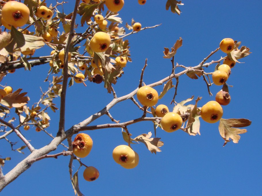 Боярышник Дулана